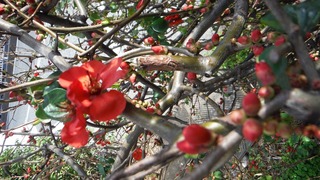ボケの花 (3).jpg